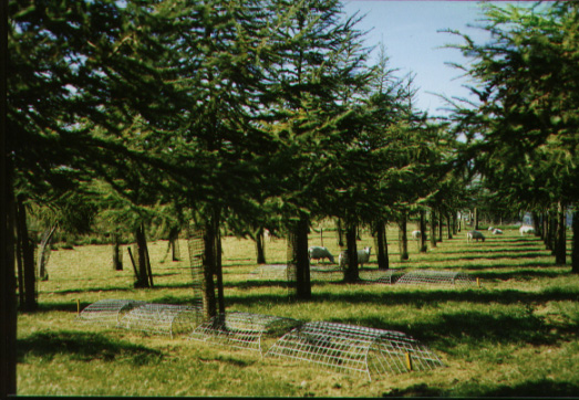 Exclusion cages under hybrid larch